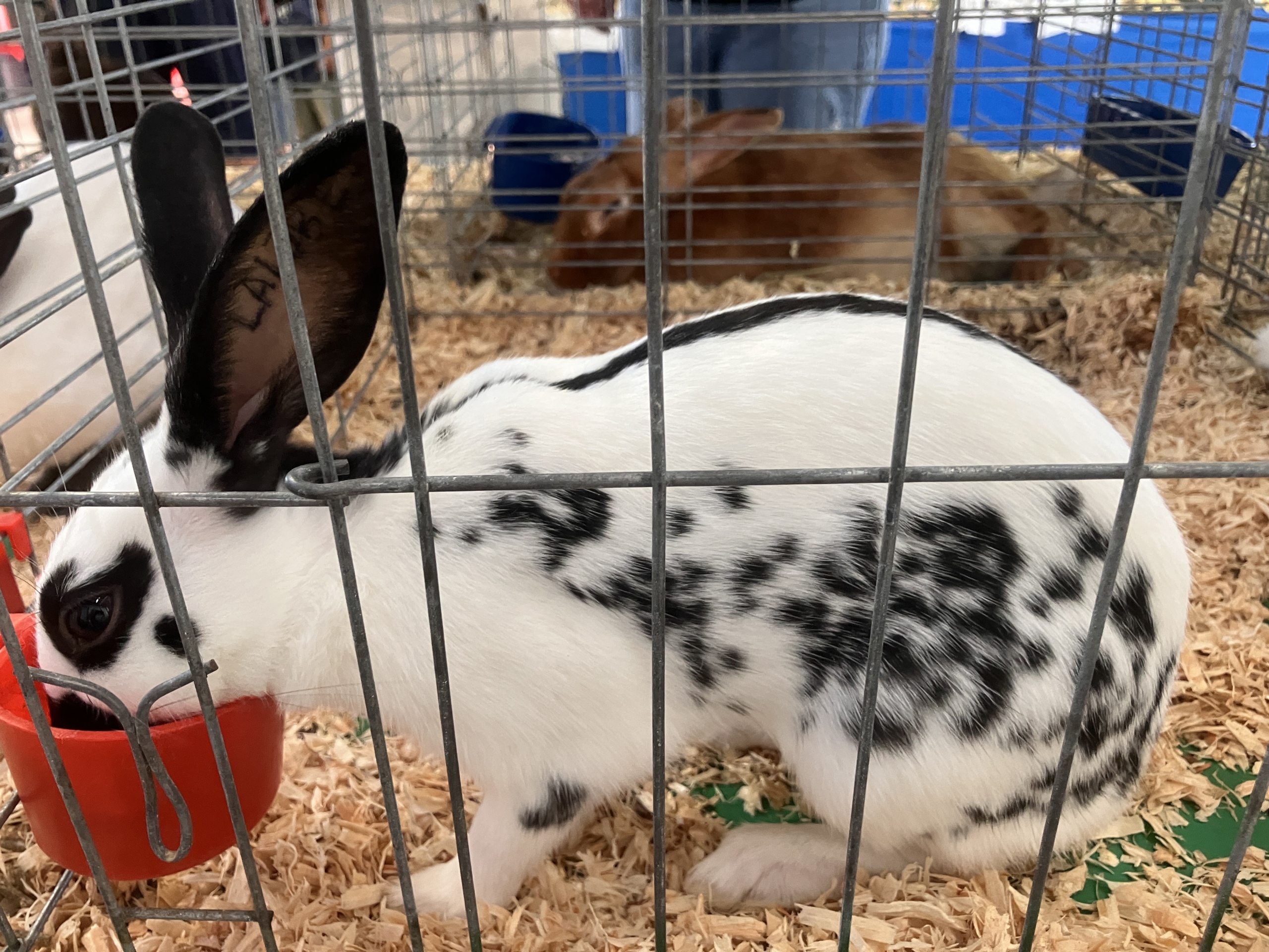 This English spot rabbit didn't visit the NEW Patriots booth at the Brown County Fair, but he's too cute to leave out of the carousel!