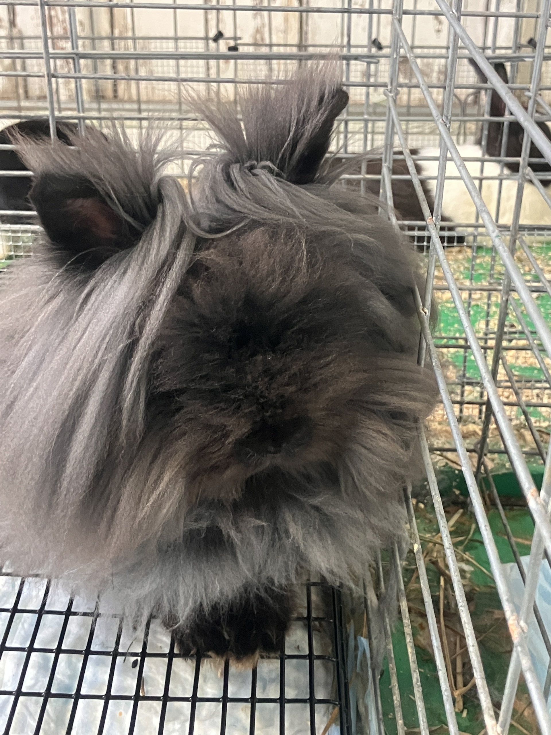 Not sure of the breed -- English Angora maybe? -- awfully cute!