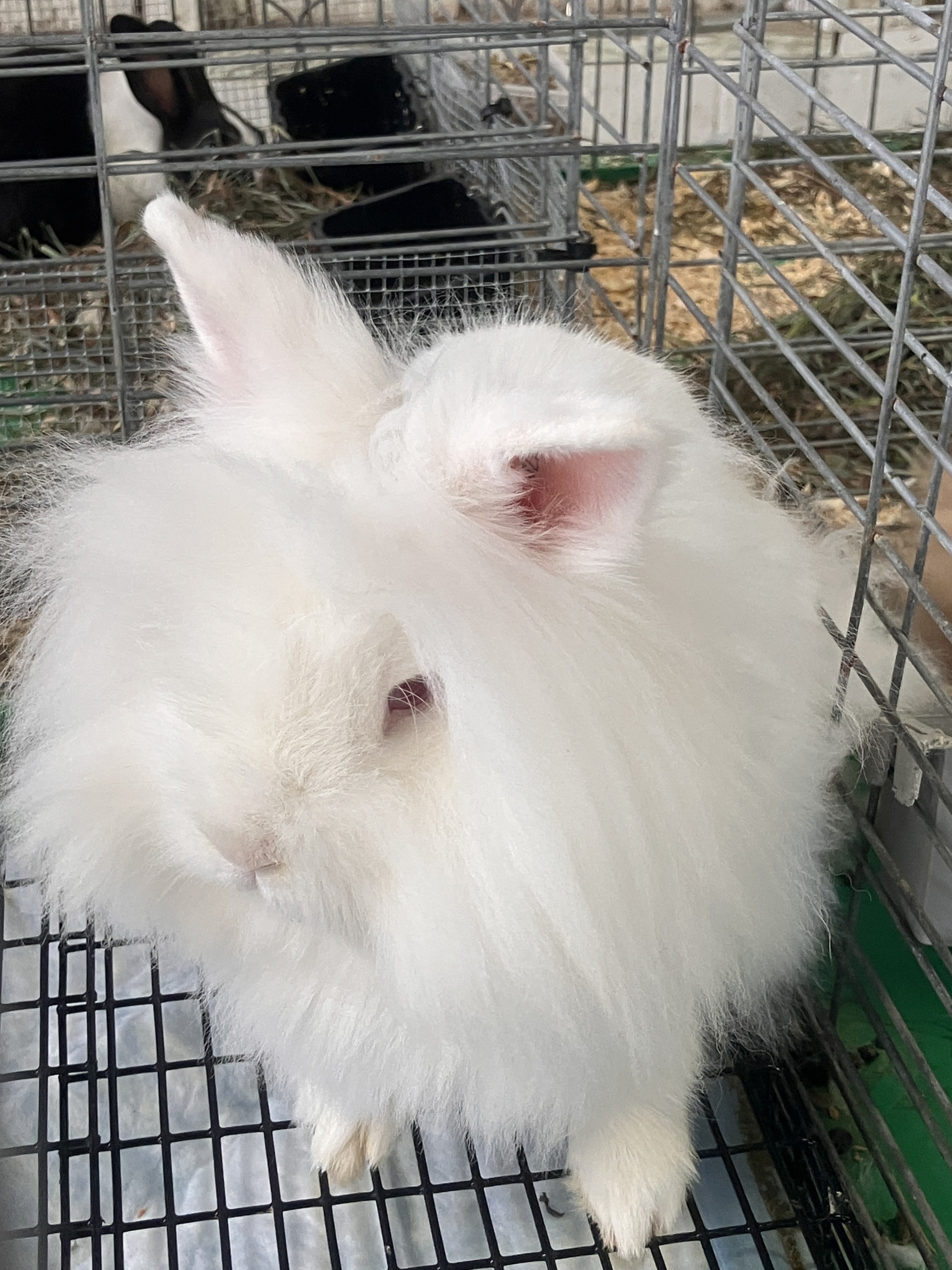 Different color, same cute, same breed? English Angora?